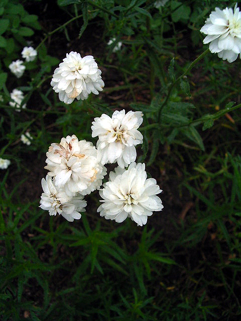Photos Achillea ptarmica - Achillea macrocephala