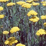 Photos Achillea clypeolata