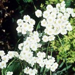 Photos Achillea serbica