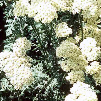 Photos Achillea taygetea - Achillea aegyptiaca