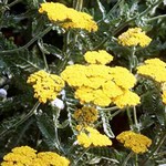 Photos Achillea taygetea