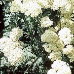Photos Achillea taygetea