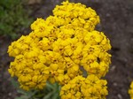 Photos Achillea tomentosa