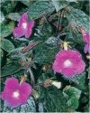 Achimenes