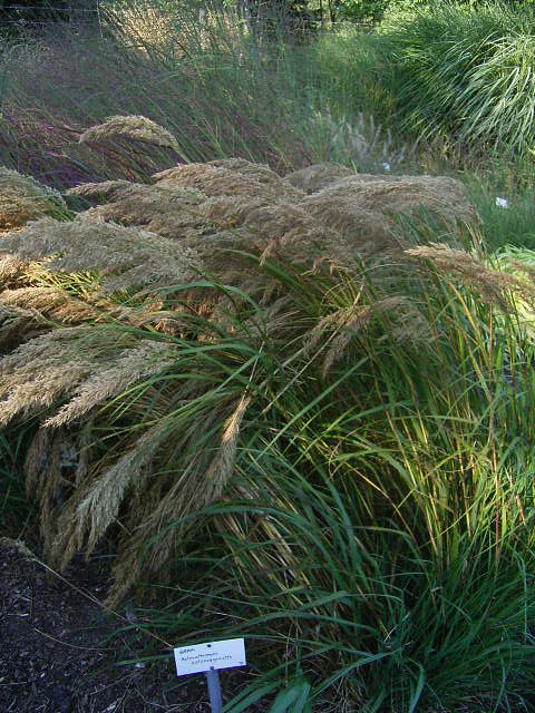 Photos Achnatherum calamagrostis - 