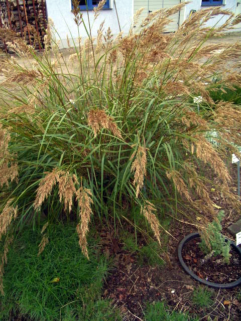 Photos Achnatherum calamagrostis - 