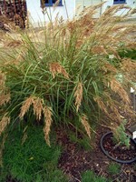 Photos Achnatherum calamagrostis