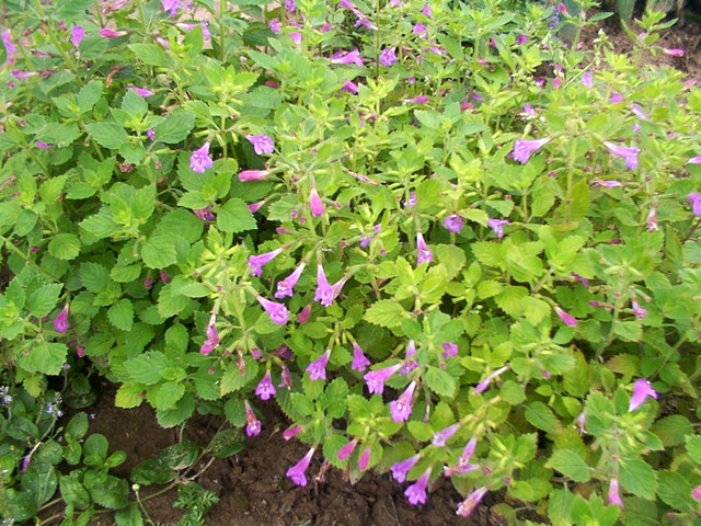 Photos Acinos alpinus - 
