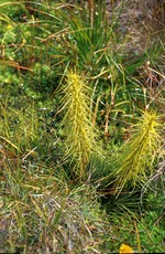 Photos Aciphylla squarrosa