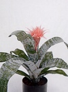 Aechmea