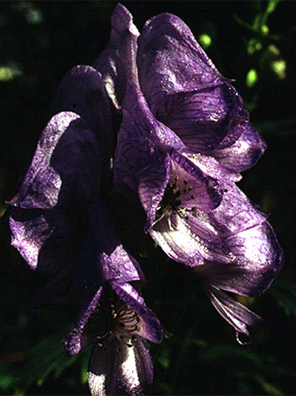 Photos Aconitum carmichaelii var. wilsonii - 