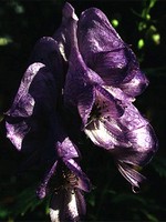 Photos Aconitum carmichaelii var. wilsonii