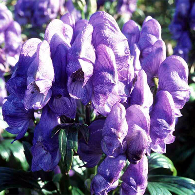 Foto Aconitum carmichaelii - Aconito