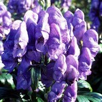 Photos Aconitum carmichaelii