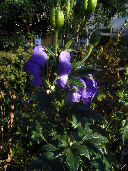 Photos Aconitum carmichaelii - 