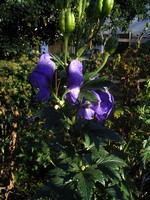 Photos Aconitum carmichaelii