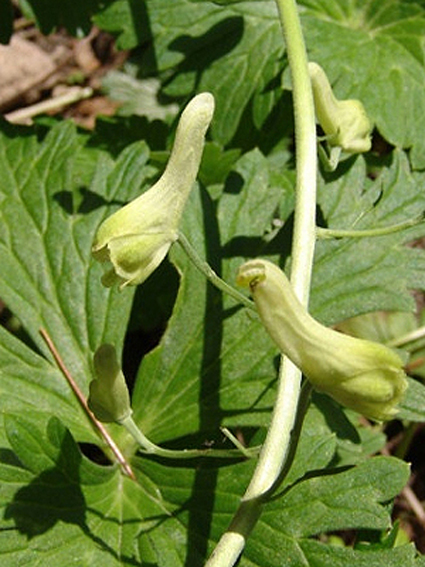 Photos Aconitum lamarckii - 