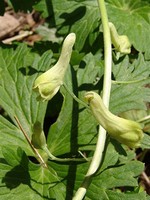 Photos Aconitum lamarckii