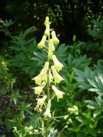 Photos Aconitum lycoctonum