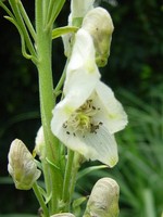Photos Aconitum henryi