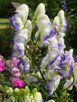 Photos Aconitum napellus