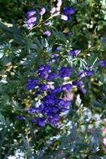 Photos Aconitum napellus