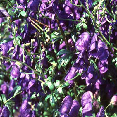 Photos Aconitum napellus - 