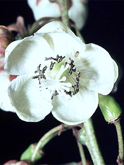 Photos Actinidia arguta - 