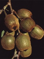 Photos Actinidia chinensis