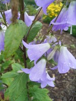 Adenophora liliifolia - Schellenblume
