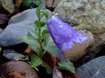 Adenophora tashiroi - Schellenblume