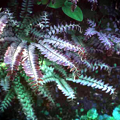 Photos Adiantum pedatum - 