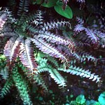 Adiantum pedatum - Pfauenrad-Farn Japonicum
