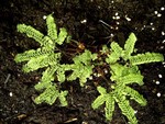 Adiantum pedatum - Kleiner Garten-Pfauenrad-Farn Imbricatum