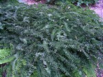 Adiantum pedatum - Pfauenradfarn