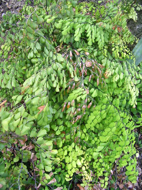 Photos Adiantum venustum - 
