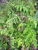 Adiantum venustum - Himalaja-Venushaar-Farn