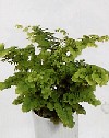 Adiantum venustum