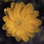 Adonis amurensis - Amur-Adonisr�schen