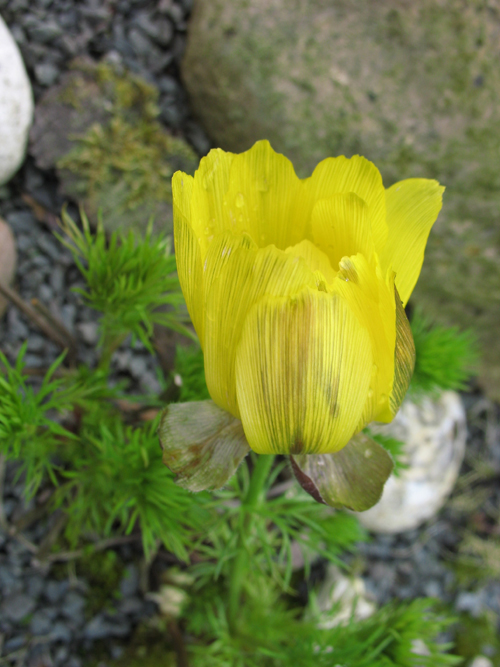 Photos Adonis vernalis - Spring pheasant