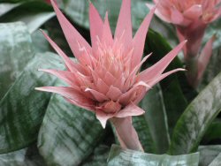 Aechmea fasciata