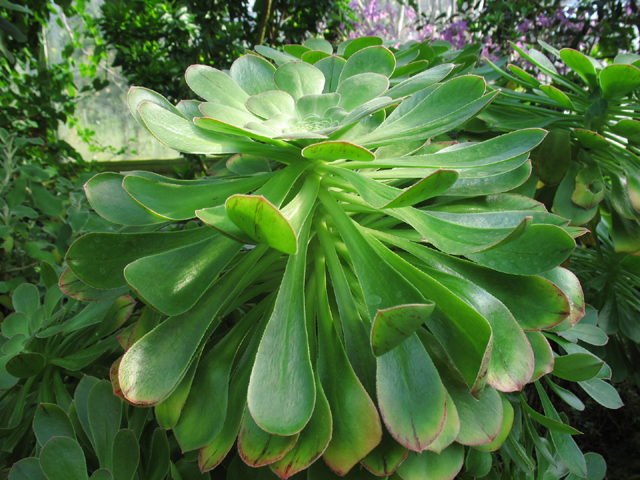 Photos Aeonium holochrysum - Haworth s aeonium