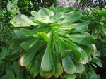 Aeonium holochrysum - 