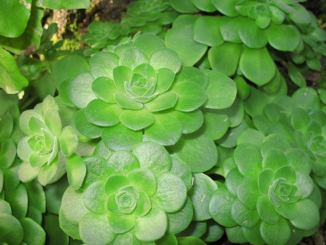 Photos Aeonium - Haworth s aeonium