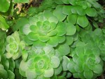 Aeonium - Berggarten