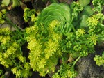 Aeonium subplanum - 