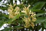 Aesculus flava - Gelbe Ro�kastanie, Appalachen-Ro�kastanie