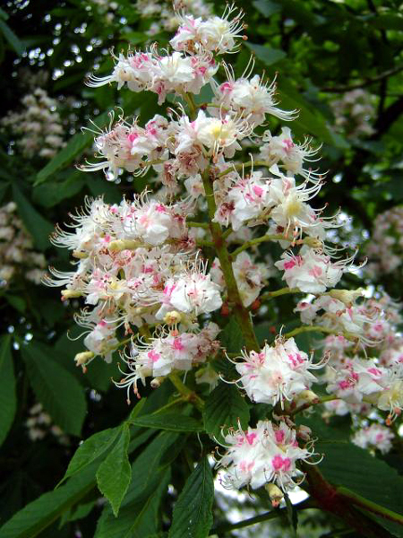 Photos Aesculus hippocastanum - Horse chestnut