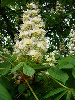 Photos Aesculus hippocastanum