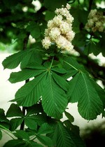 Aesculus indica - Indische Ro�kastanie